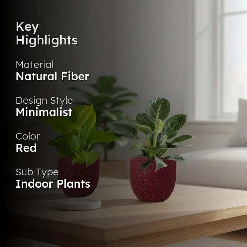 Greenkin Birkin & Golden Pothos Live Plants (Red) - Set Of Two media 2