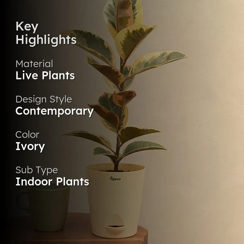 Ugaoo Tineke Rubber Plant With Self Watering Pot media 2