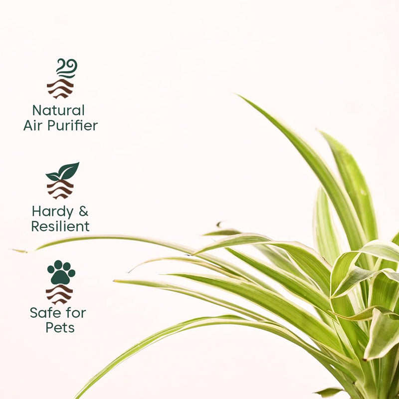 Kyari Spider Plant With Self Watering Pot - Black media 3
