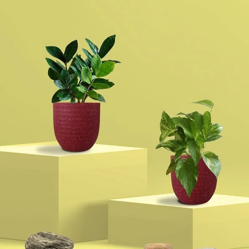 Greenkin ZZ & Gold King Live Plants (Red) - Set Of Two media 3