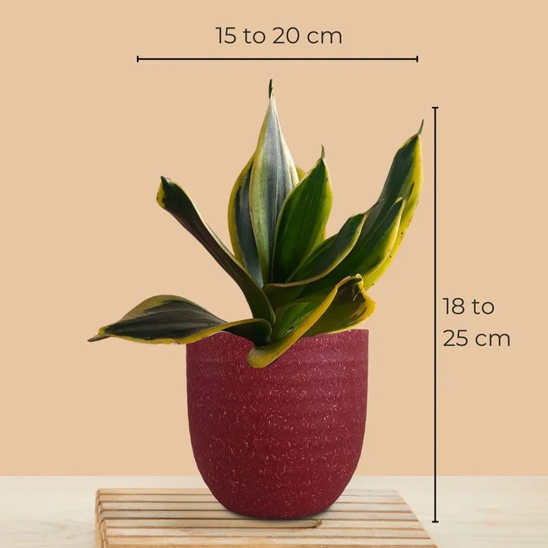 Greenkin ZZ & Golden Snake Live Plants (Red) - Set Of Two media 9