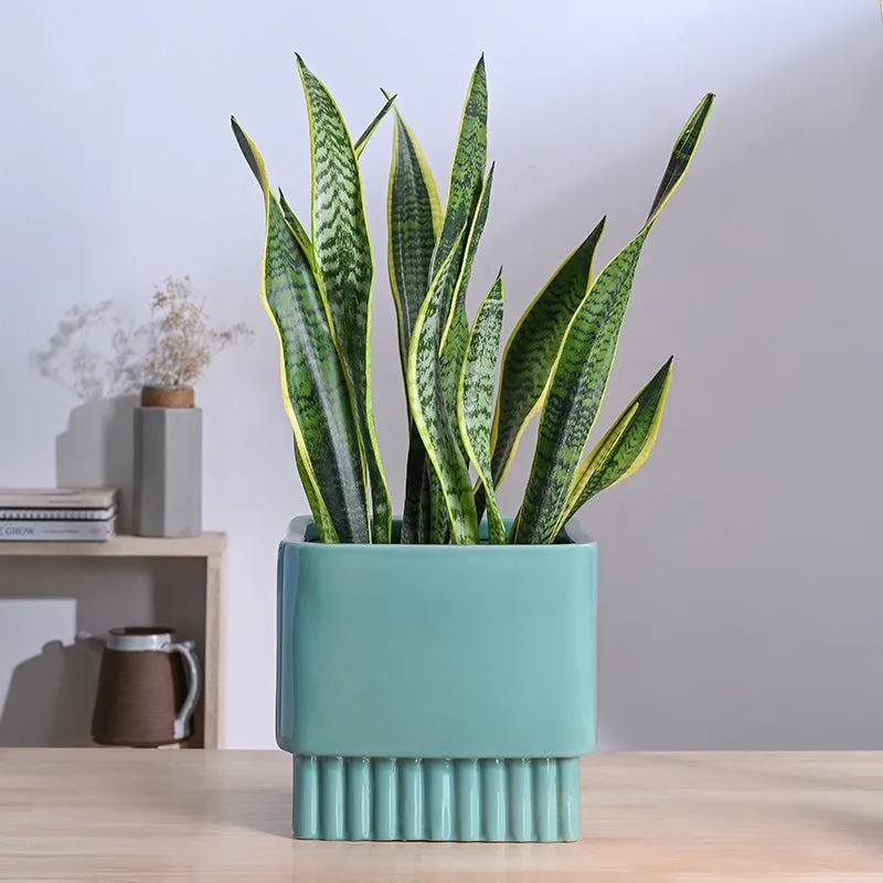 Ugaoo Sleepy Sprout Square Ceramic Planter - Blue media 3