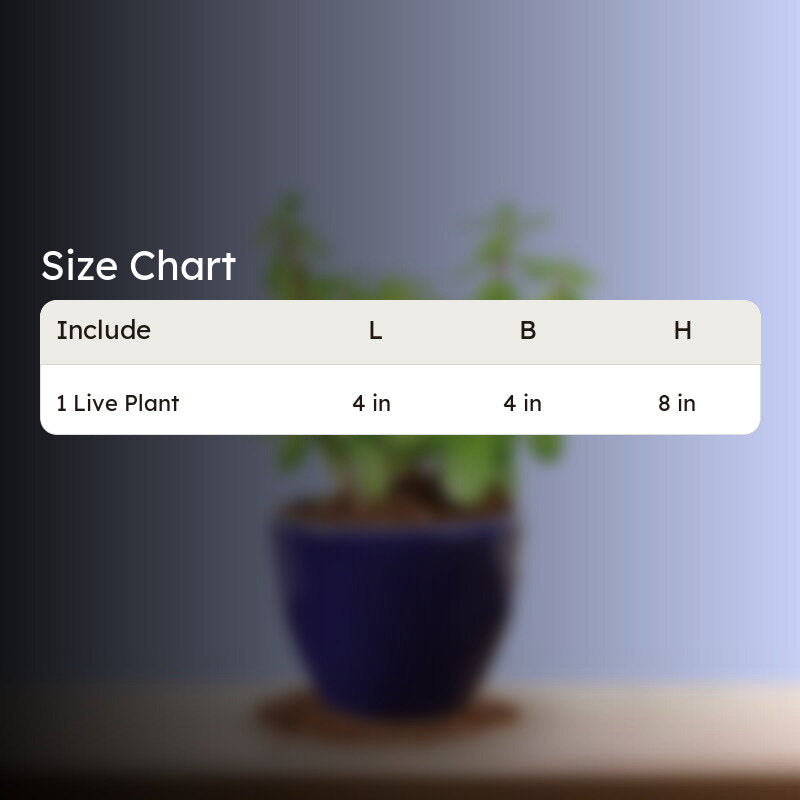 Ugaoo Good Luck Jade Plant With Apple Blue Ceramic Pot media 5