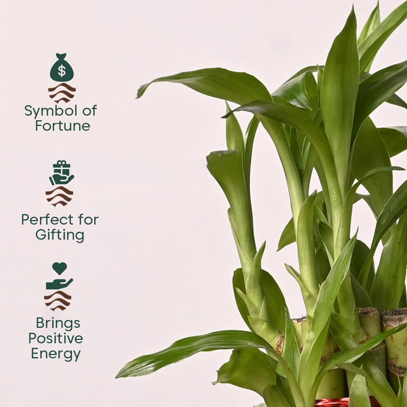 Kyari Lucky Bamboo With Self Watering Pot - Black media 3