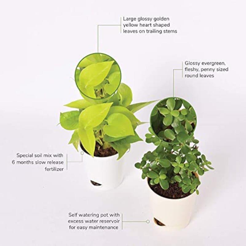 Ugaoo Jade Plant & Money Indoor Plant With Pot - Set Of Two media 4