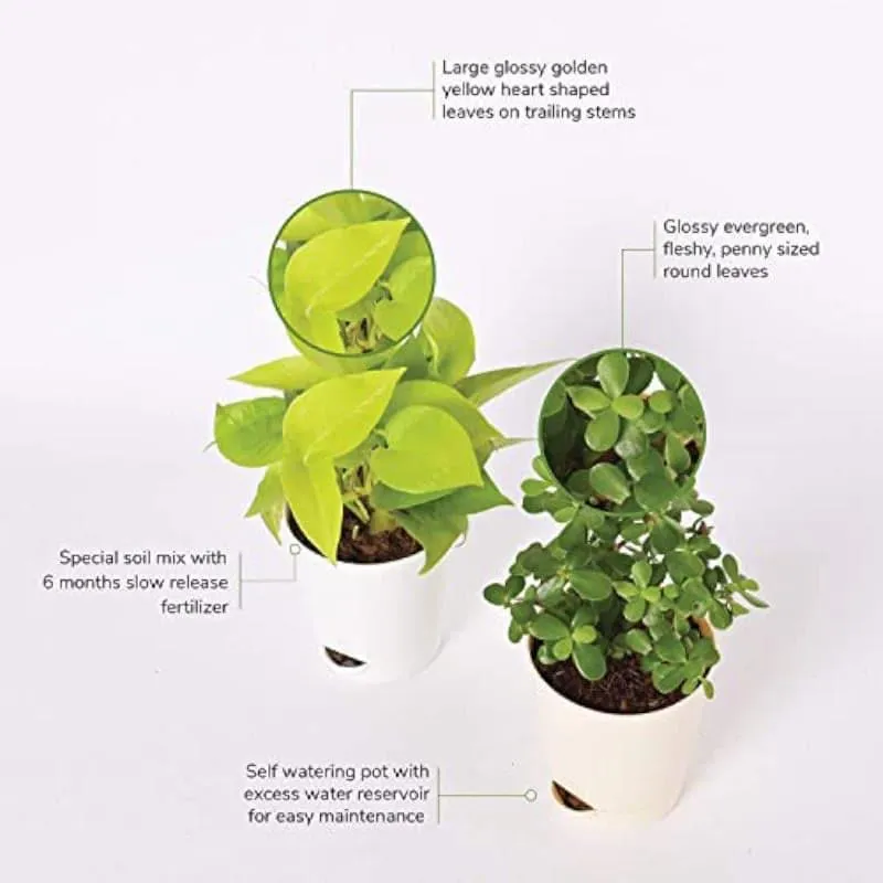 Ugaoo Jade Plant & Money Indoor Plant With Pot - Set Of Two media 4