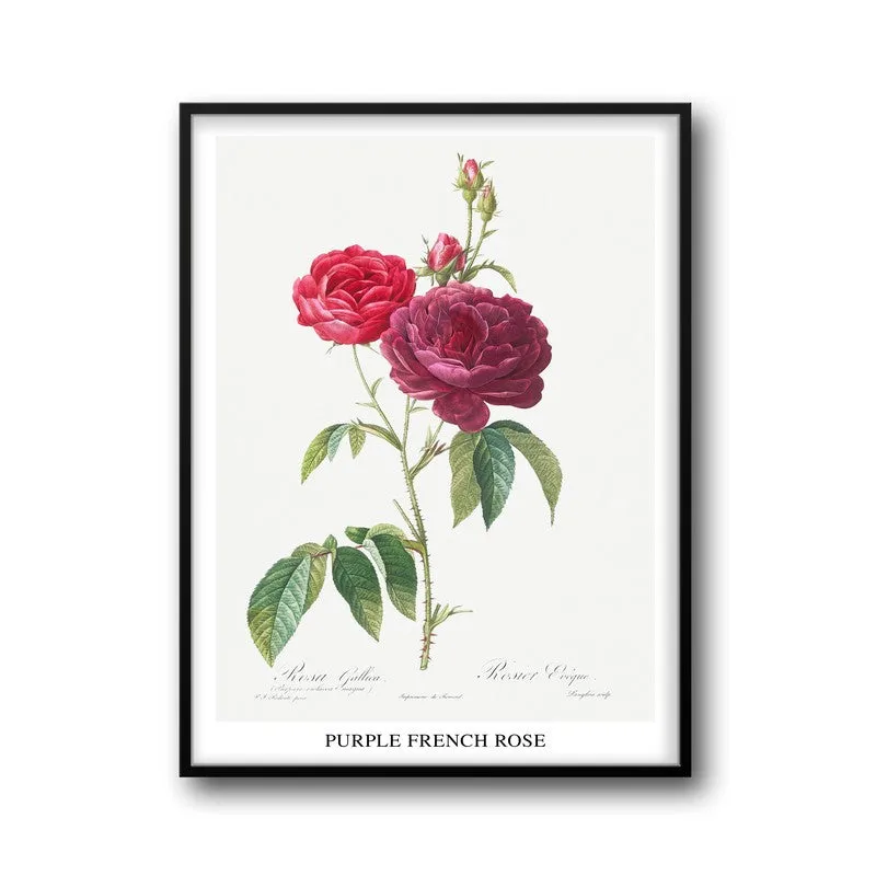 Purple French Rose Joseph Redout Archival Canvas Wall Painting - Black Frame media 5