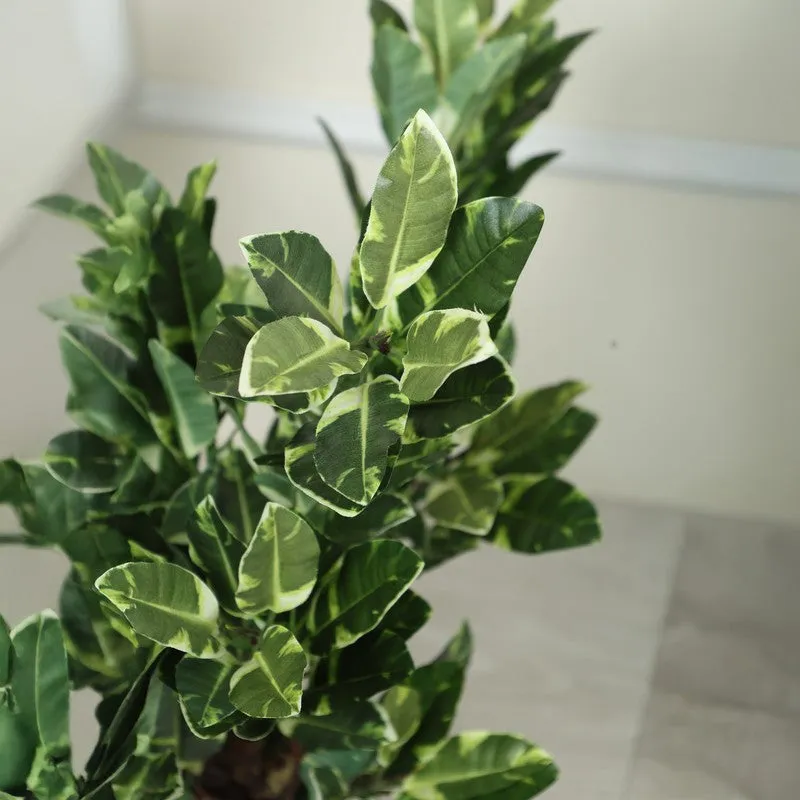 Artificial Quercus Plant Without Pot - 2.2 Feet media 5