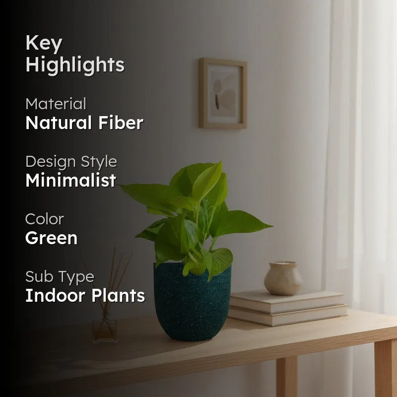 Greenkin Money Plant Golden Live Plant - Green media 2