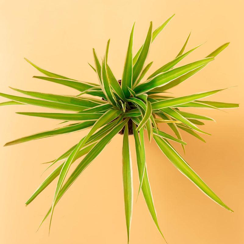 Kyari Spider Plant With Self Watering Pot - White media 5