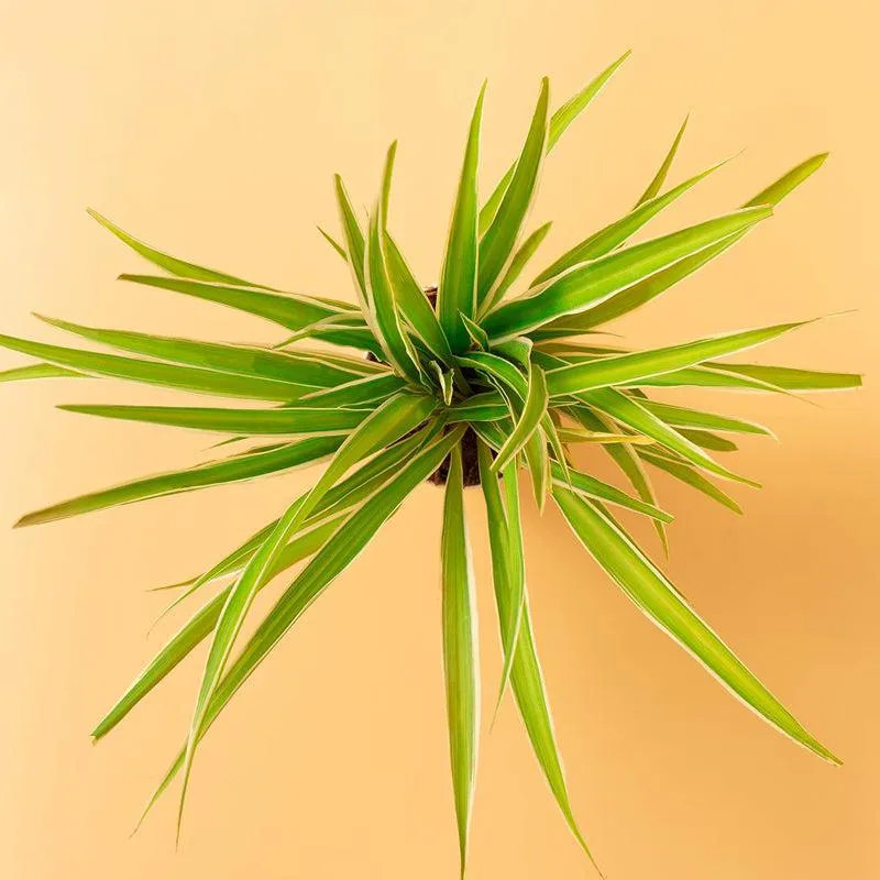 Kyari Spider Plant With Self Watering Pot - White media 5