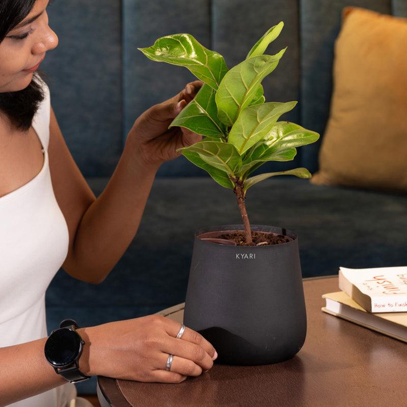 Kyari Fiddle Fig Plant With Metal Self Watering Pot - Black media 4