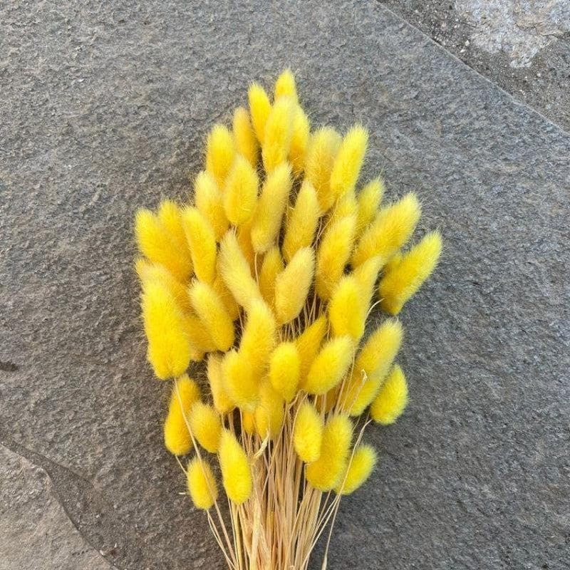 Naturally Dried Bunny Tail Stems (Yellow) - Set Of Fifty media 4