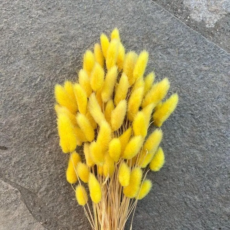 Naturally Dried Bunny Tail Stems (Yellow) - Set Of Fifty media 4