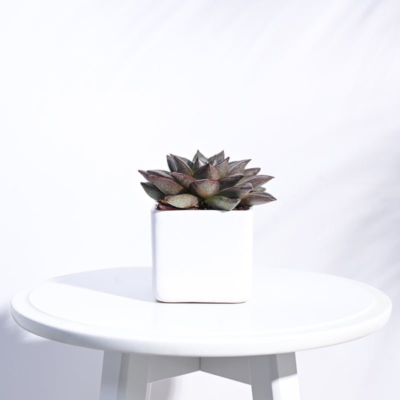 Ugaoo Square White Ceramic Pot media 3