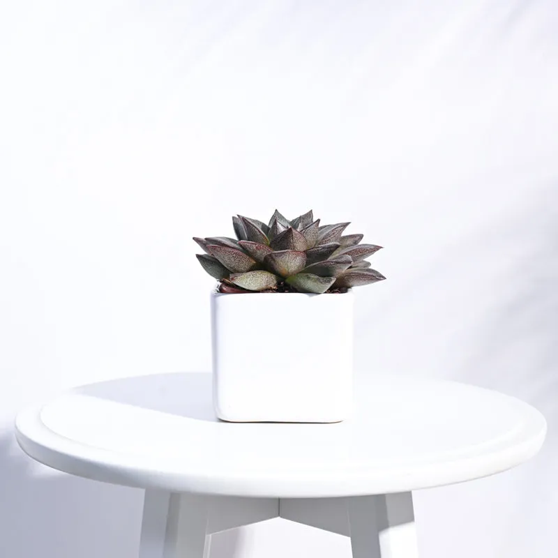 Ugaoo Square White Ceramic Pot media 3