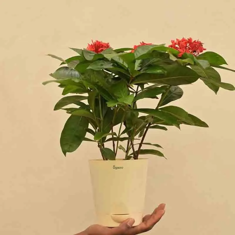 Ugaoo Ixora (Rugmini) Plant - Red media 4