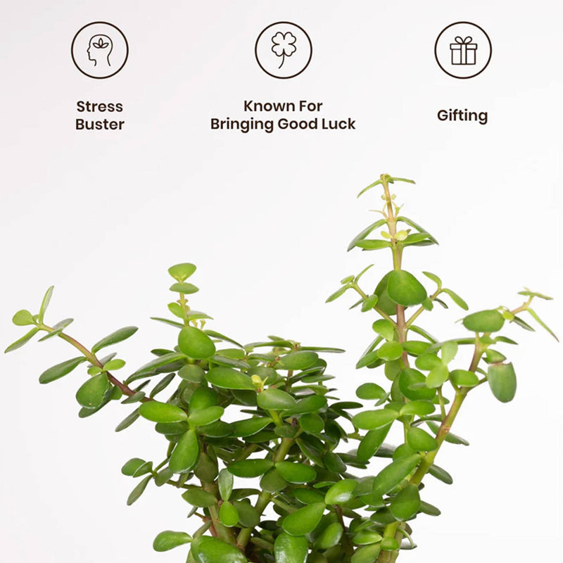 Kyari Jade Plant With Self Watering Pot (Ivory) - 18 cm media 4