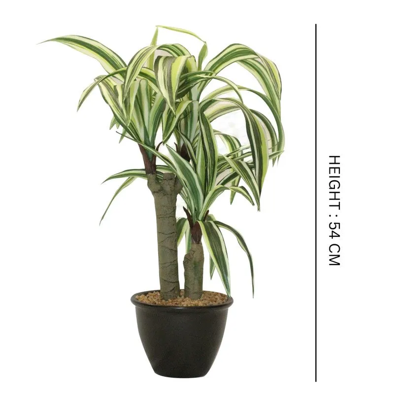 Artificial White Dracaena Bonsai Plant With White Ceramic Pot - 1.8 Feet media 5
