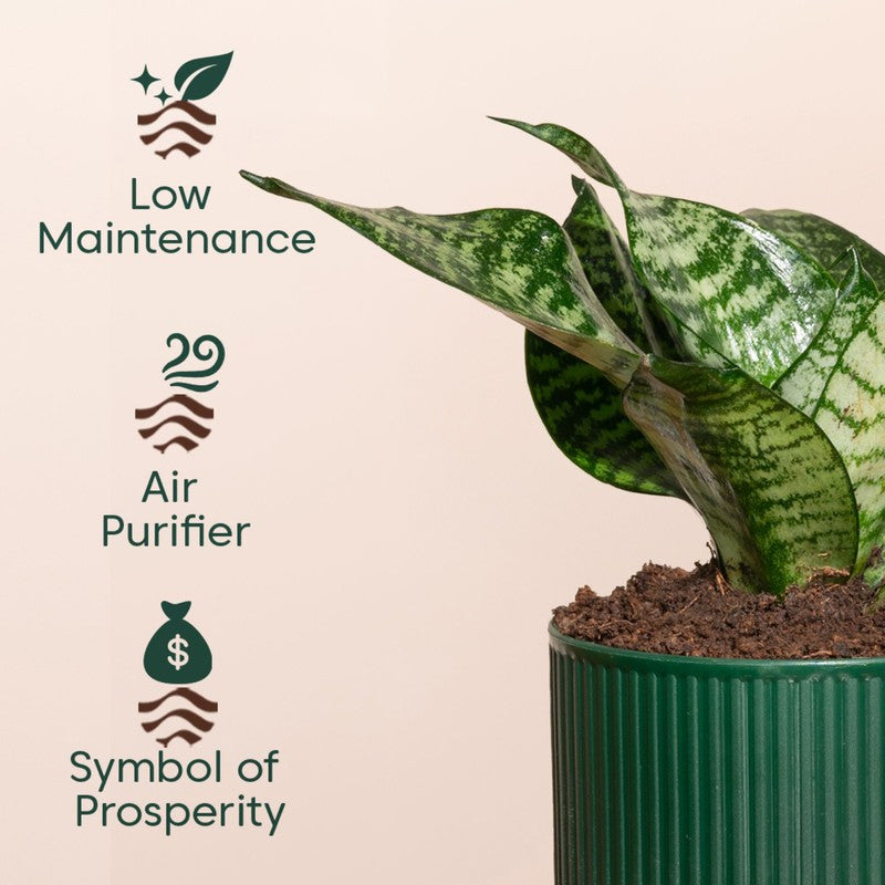 Kyari Snake Plant with Self Watering Pot - Green media 4