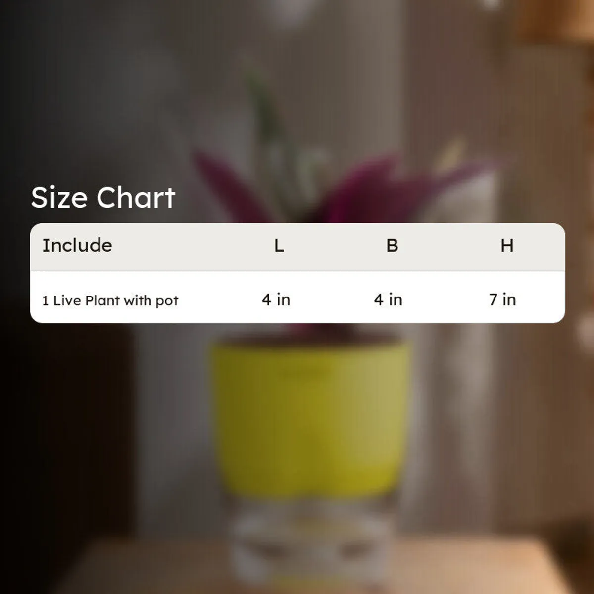 Oyster plant in yellow pot with a product size chart overlaid