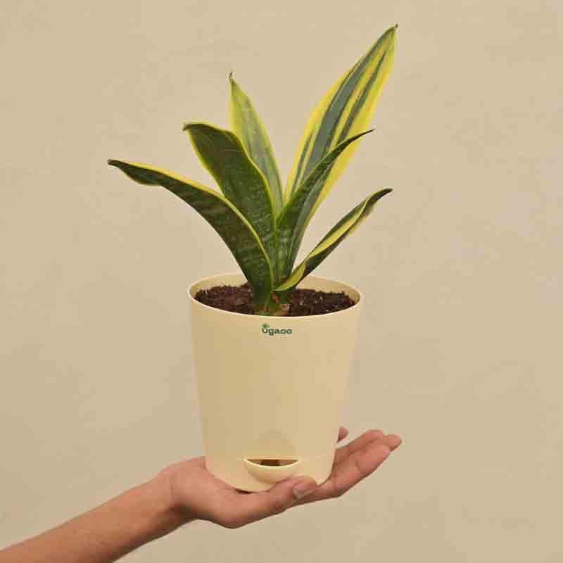 Ugaoo Sansevieria Gold Flame Snake Plant media 4
