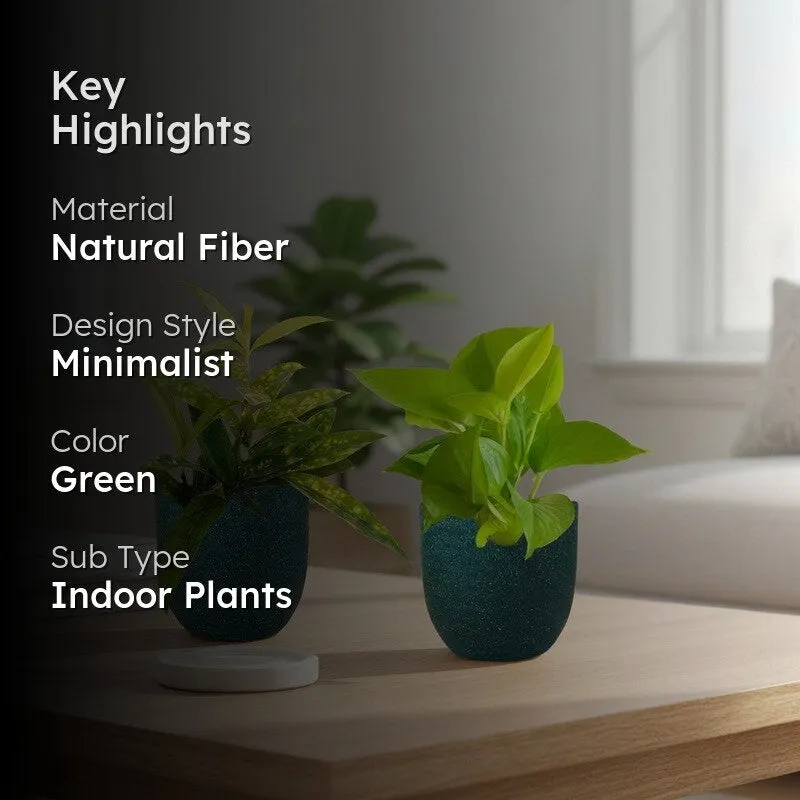 Greenkin Bamboo & Golden Pothos Live Plants (Green) - Set Of Two media 2