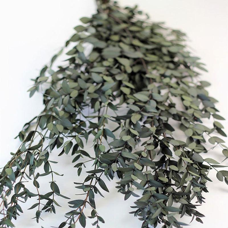 Dried Eucalyptus Parvifolia Stem - Set Of Five media 5