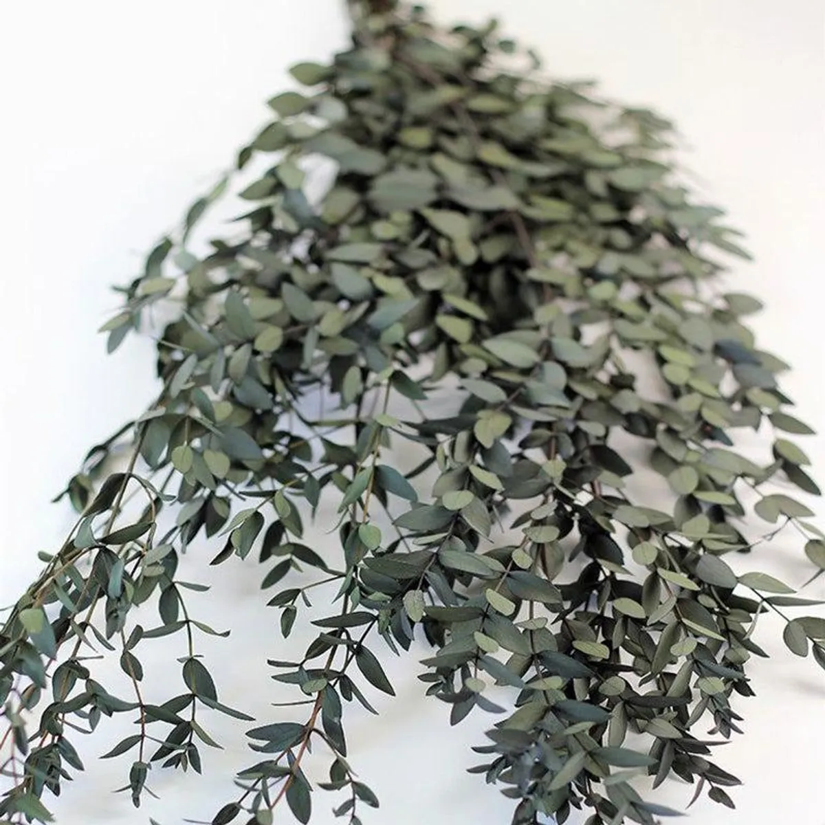 Close-up view of leafy dried eucalyptus branches