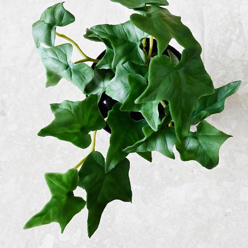 Ivella Artificial Mini Ivy Plant With Black Plastic Pot (Dark Green) - 14 cm media 5