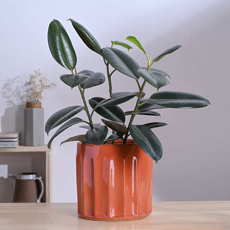 Ugaoo Straits Ceramic Planter - Pink media 2