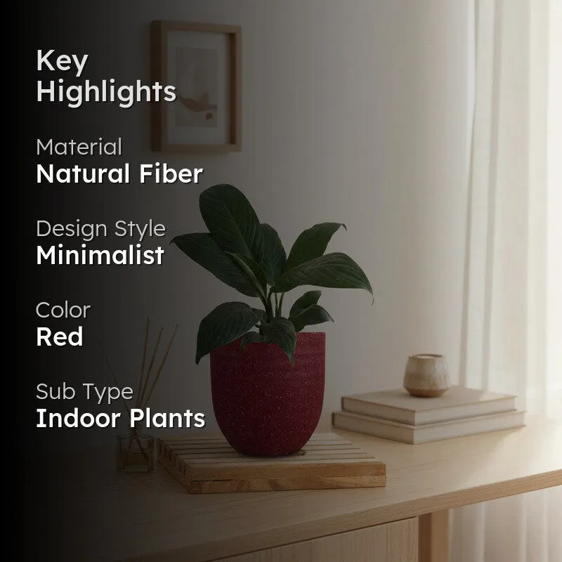 Greenkin Peace Lily Live Plant - Red media 2