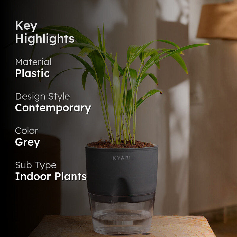 Kyari Areca Palm With Self Watering Pot - Grey media 2