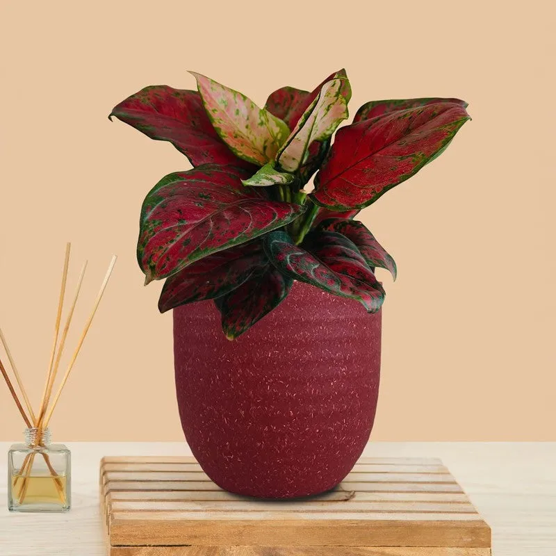 Greenkin Aglaonema Red Beauty Live Plant - Maroon media 3