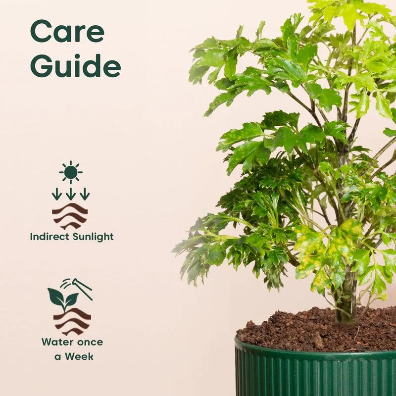 Kyari Aralia Green with Self Watering Pot - Green media 5