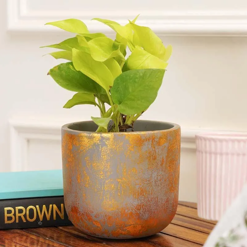 Gold Embossed Planter media 3