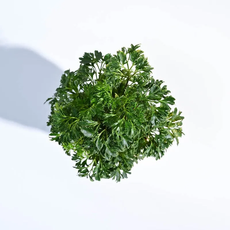 Ugaoo Aralia Golden Plant media 4