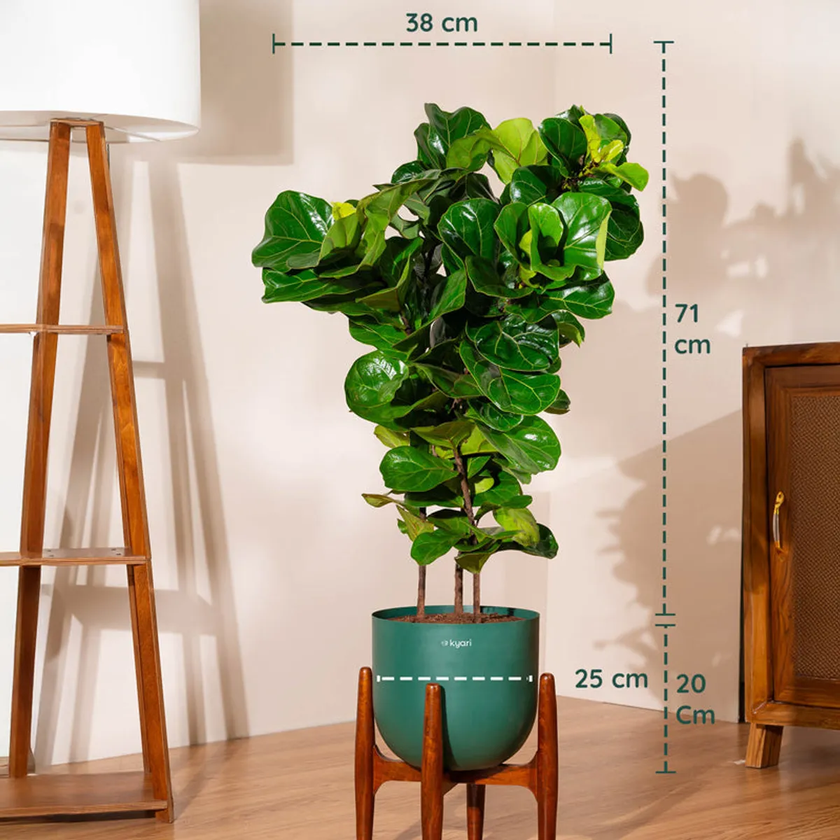 Tall green plant in a pot shown with visible width and height markers