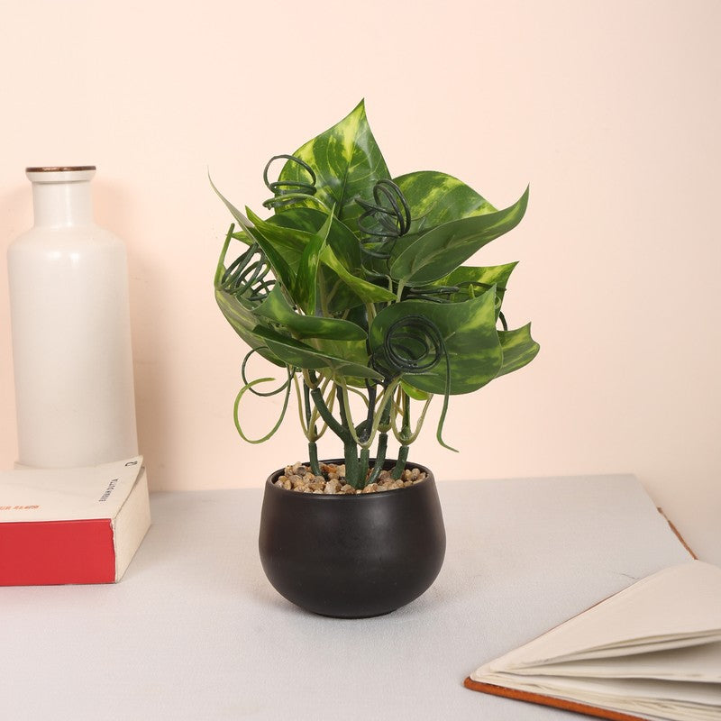 Lucky Artificial Money Plants With Pot - Dark Green