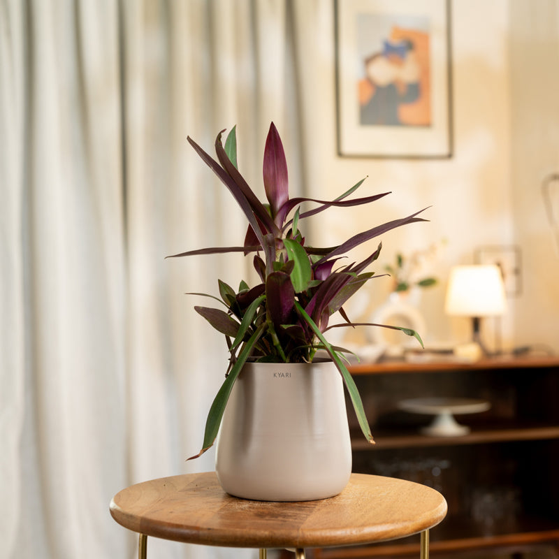 Kyari Oyster Plant With Metal Self Watering Pot - Beige
