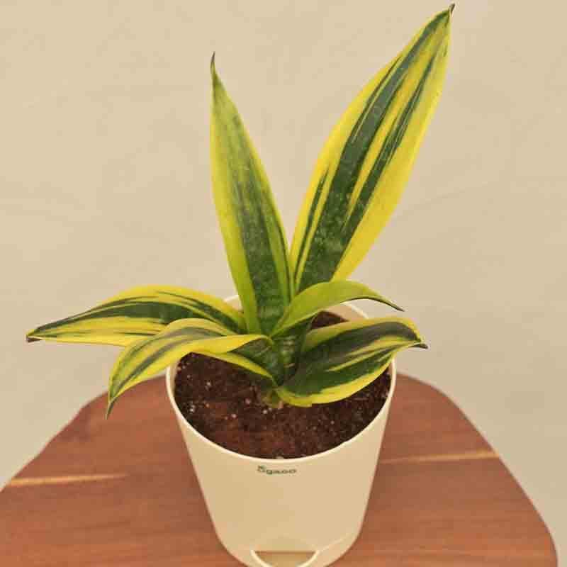 Ugaoo Sansevieria Gold Flame Snake Plant media 6