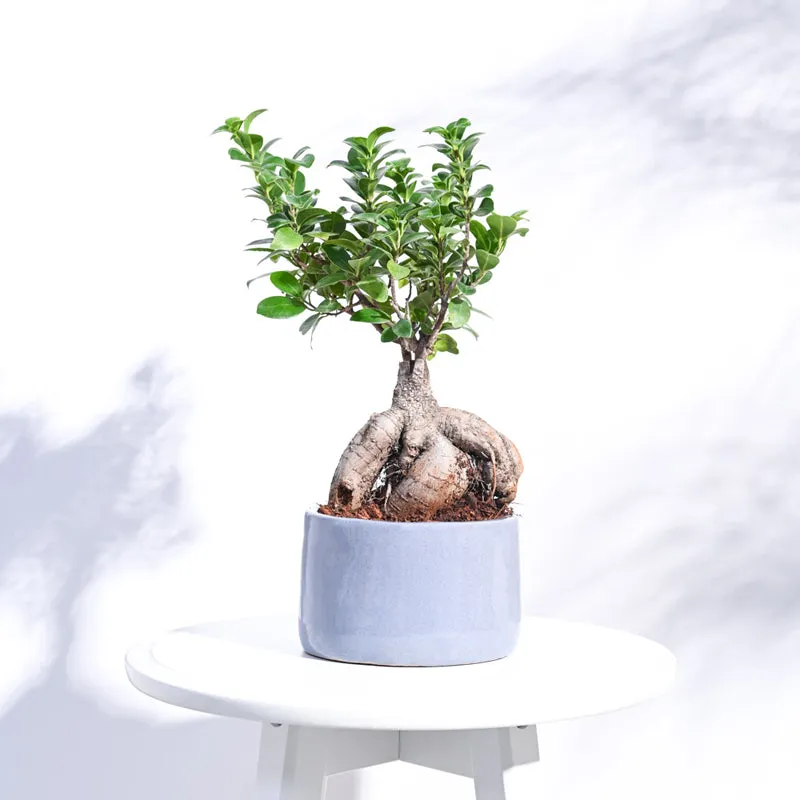 Ugaoo Lilac Stories 6021 Grey Ceramic Pot media 3