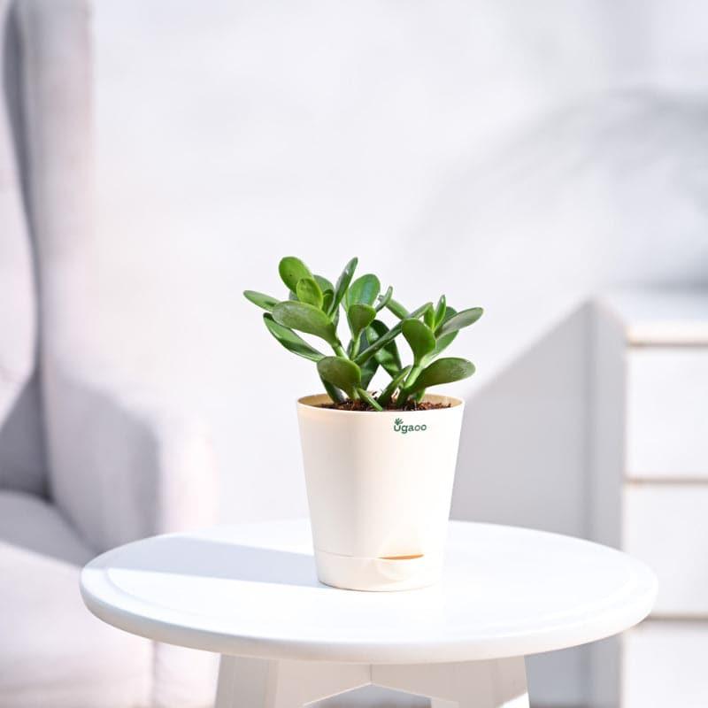 Ugaoo Jade, Spider, Crassula Ovata Indoor Plants With Pot - Set Of Three media 3