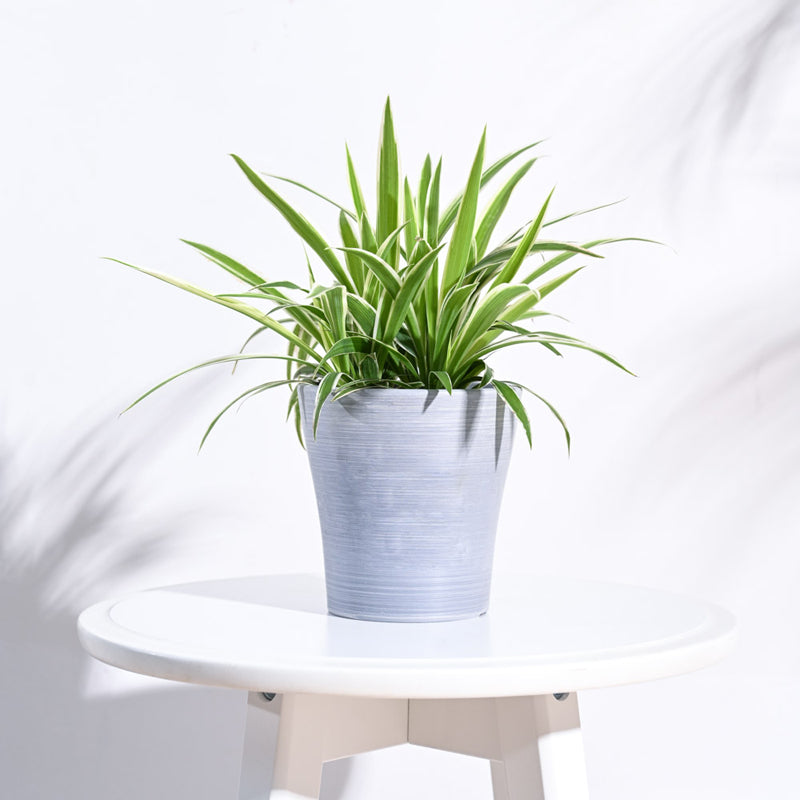 UGAOO Tivoli Planter for Home & Balcony Garden- Light Grey media 3