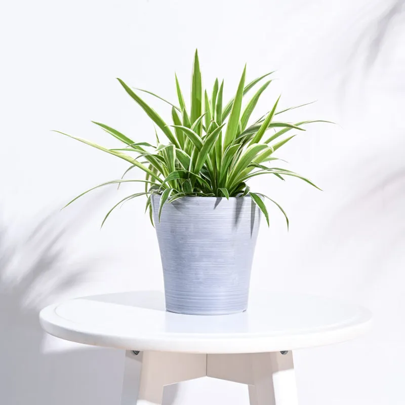 UGAOO Tivoli Planter for Home & Balcony Garden- Light Grey media 3