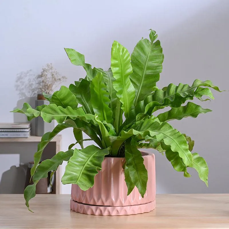 Ugaoo Stria Ceramic Planter - Pink media 3
