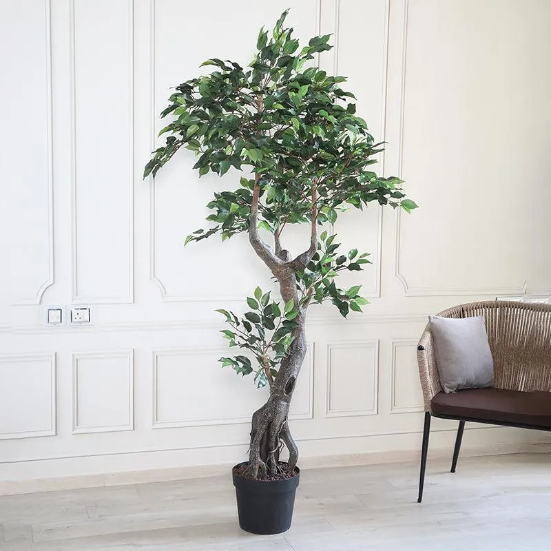 Urban Leaf Artificial Ficus With Black Plastic Pot- 6.5 Feet media 3