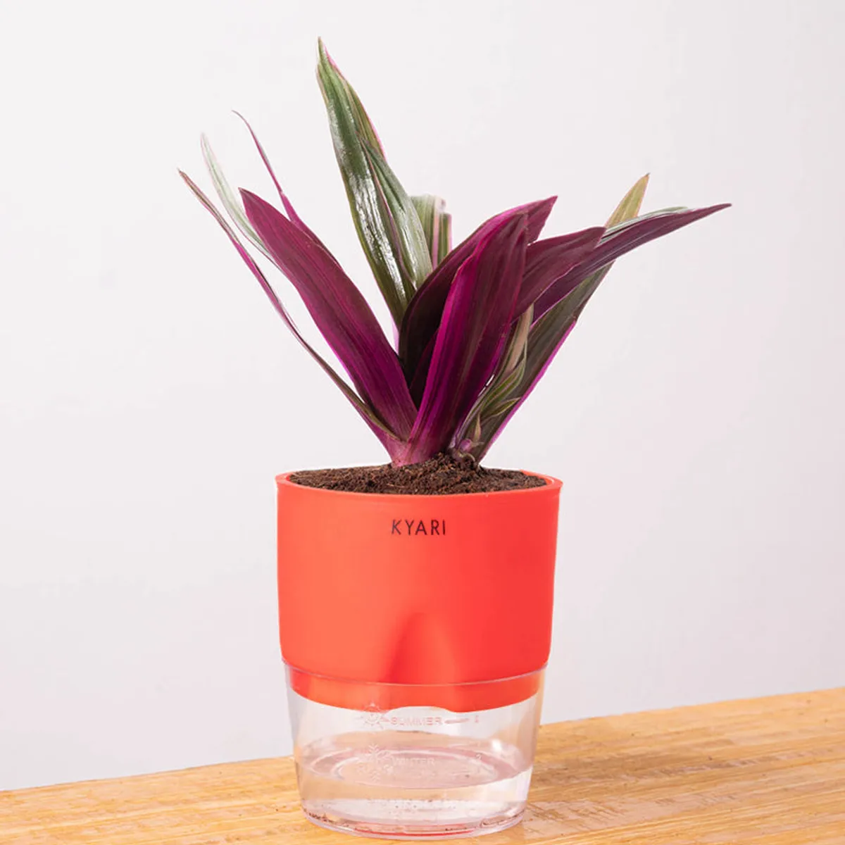 Oyster plant in a red self-watering pot against a plain light background