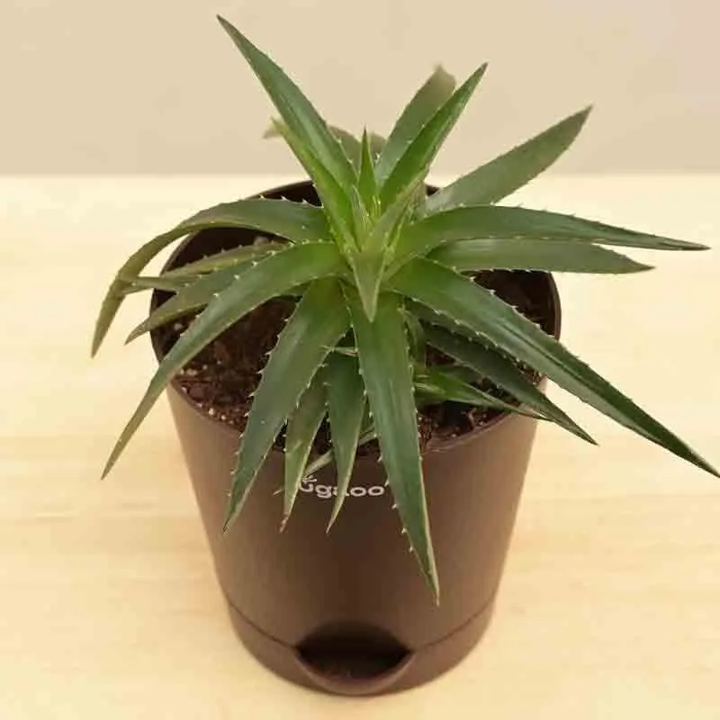 Ugaoo Aloe Vera Green Mini Plant media 5