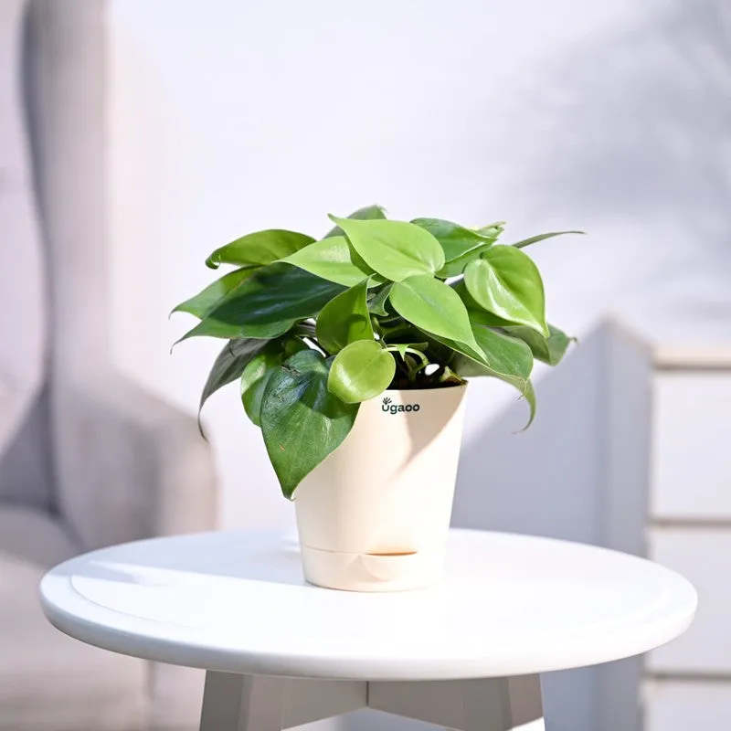 Ugaoo Philodendron Oxycardium Green Plant media 3